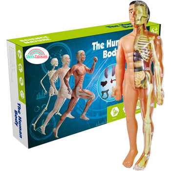 Educational Human Body Model by Sferazabawek – Interactive Anatomy Skeleton for Kids 6+ – Developing & Safe Children's Learning Toy